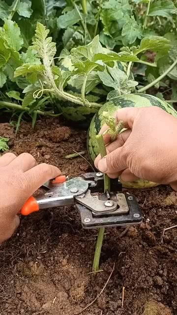 金豆嫁接技术如何操作才能提高嫁接成功率