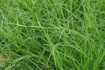 不同地区， 不同草种