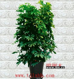 室内花卉的概念是什么？