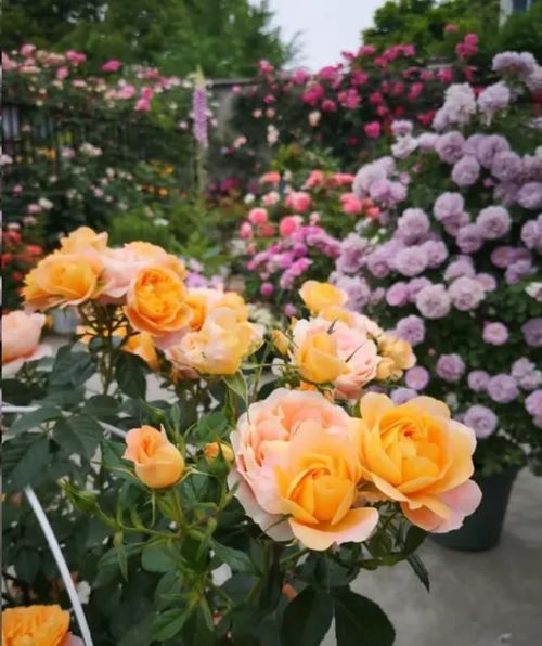 新手养花， 选择彳艮重要