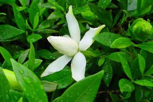 揭秘：栀子花落蕾与落花苞的奥秘，畜牧业中的应对策略！