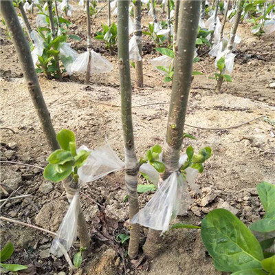 除草剂残留， 柿子成长的隐形杀手