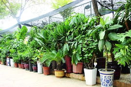 滴水观音盆植种植方法是什么？如何让植物健康生长