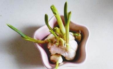 发芽不是末日 发芽蒜头的营养价值