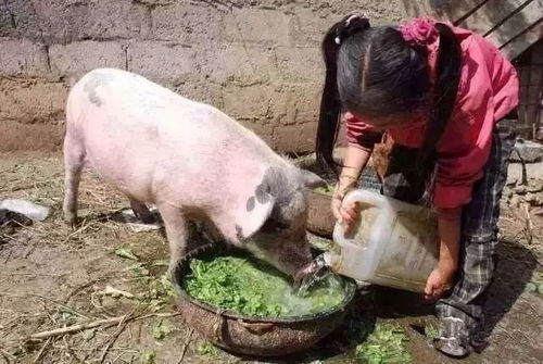 菜籽饼直接喂猪浪费大，3步脱毒法能省300元饲料成本吗？