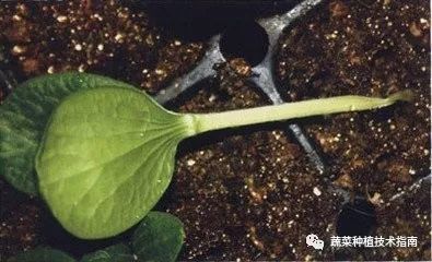 多菌灵粉剂喷洒在花木叶片上全是白色是主要原因是浓度高达到饱和