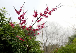 挑选红梅花的技巧