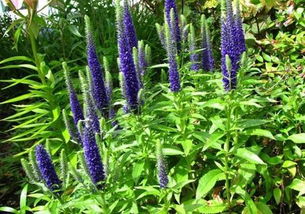 宿根花卉， 树根下的持久美景