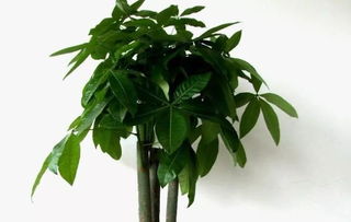 邻居阿姨给发财树换盆后蔫了 挖开堪根系根本没长新根——原来她没浇定根水