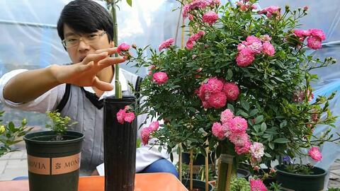 适合嫁接月季的树种