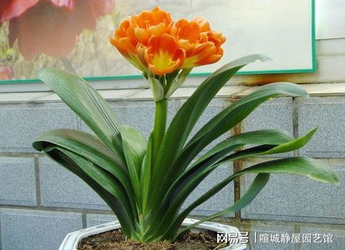 君子兰适宜生长的温度是多少度？有没有什么温度范围