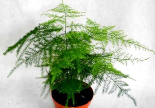 处理方法一：任其生长