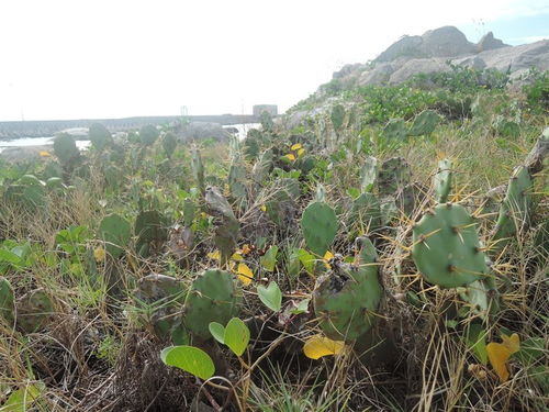 海南茶油种植：高效嫁接技巧揭秘，打造优质茶油基地