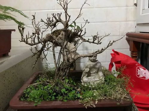 日照情况要考虑