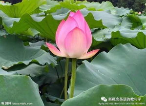 莲花：夏日清凉的代表