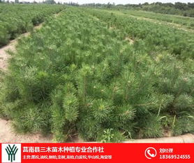 松子播种后如何调整覆土深度和浇水频率