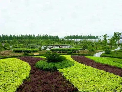 探寻地球农业史：二十种古树植物揭秘