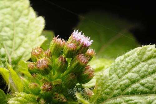 “常见植物美图，你见过这些吗