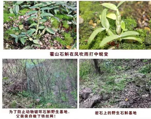 肥料使用：多样选择， 因时而异