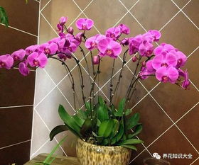 一下 养蝴蝶兰的要点