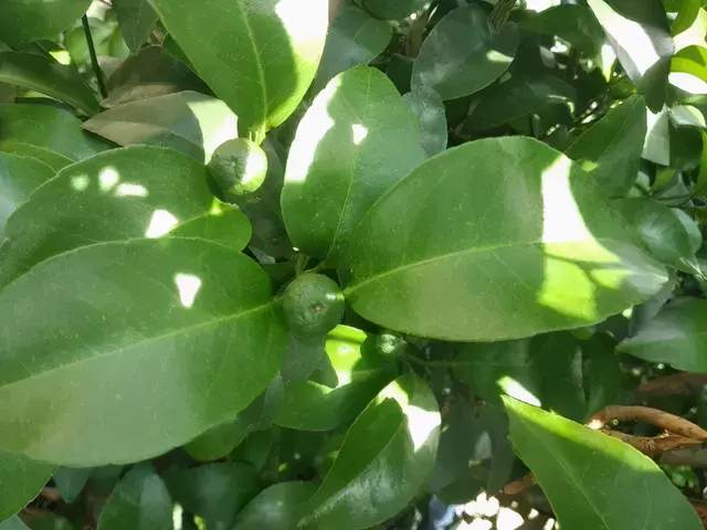 营养均衡，增产关键