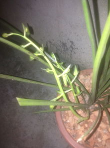 蕙兰带花蕾管理，如何确保花蕾绽放