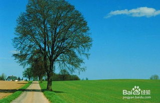 林地的多样化种植