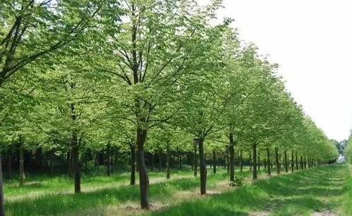 当前苗木市场新动态， 八大类苗木成香饽饽