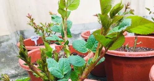 浇水篇：水是生命之源