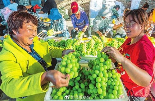 我国葡萄产业年产值超亿元，成为农业支柱产业