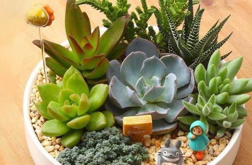 多肉植物，耐旱耐阴，轻松养活