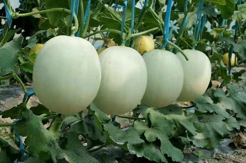 甜瓜耐寒极限：-2℃以下易冻害