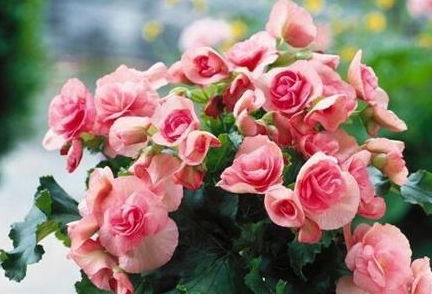 先说说要选个适合生长花卉的土壤