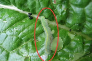 青菜喷了甲维虫螨腈，多久Neng吃？真相揭秘！