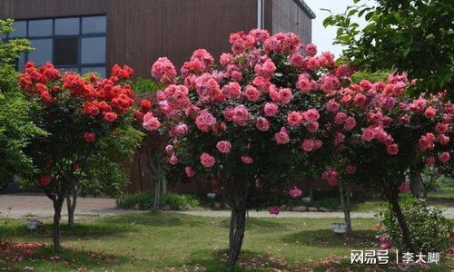 藤彩虹月季的缺点