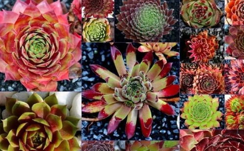 昼夜温差， 花儿怎么破