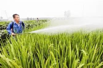 甲霜灵：作物病害的克星，使用有讲究