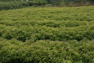 土壤：木荷的“舒适区”