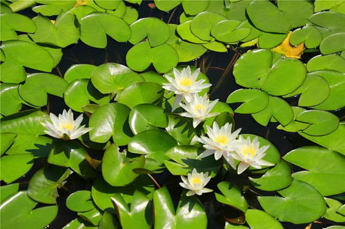 慈姑：水中的清洁工