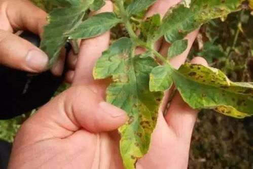 常见病虫害， 防治有方