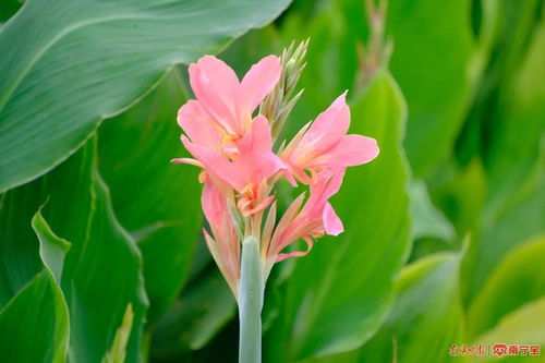 美人蕉的花语与传说