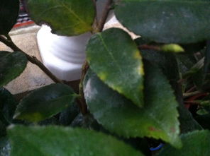 原因三：病虫害