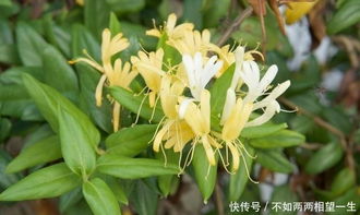 金银花如何种植才能提高成活率并实现良好的栽培与管理效果