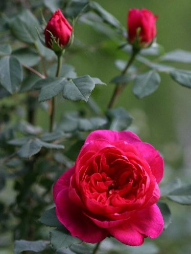 如何养好月季花