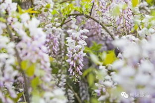 云南紫藤花，它到底长在哪里？