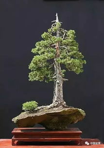 五针松种子采收时间大揭秘