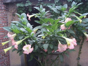 养护之道， 让牵牛花绽放美丽