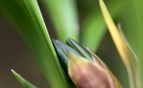 磷酸二氢钾，兰花的“毒药”？