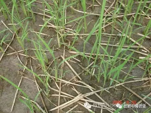 生菜田封闭除草大作战，哪种除草剂才是真英雄？