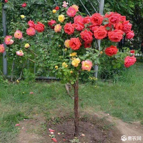 独杆大花月季， 价格不等，品种多样